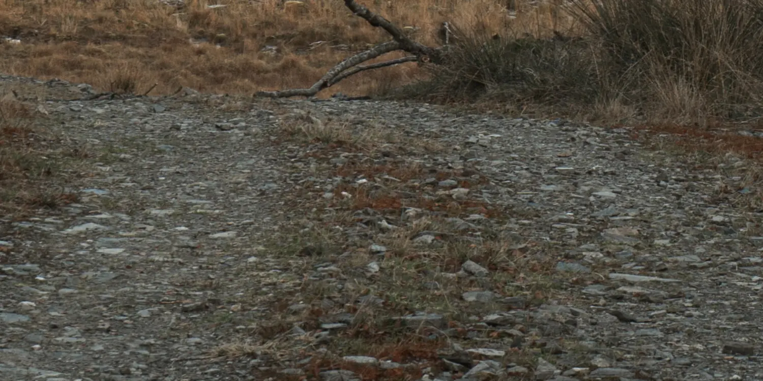 A rocky, uneven dirt path winds through dry grass and brush, with a fallen tree branch ahead. The landscape appears desolate and rugged, with muted brown and gray tones.
