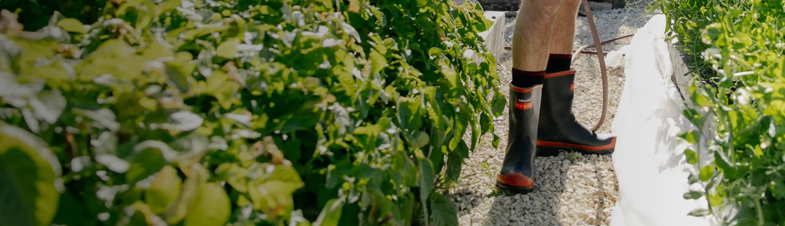 A person wearing black boots stands on a gravel path between rows of green plants in a garden or farm.