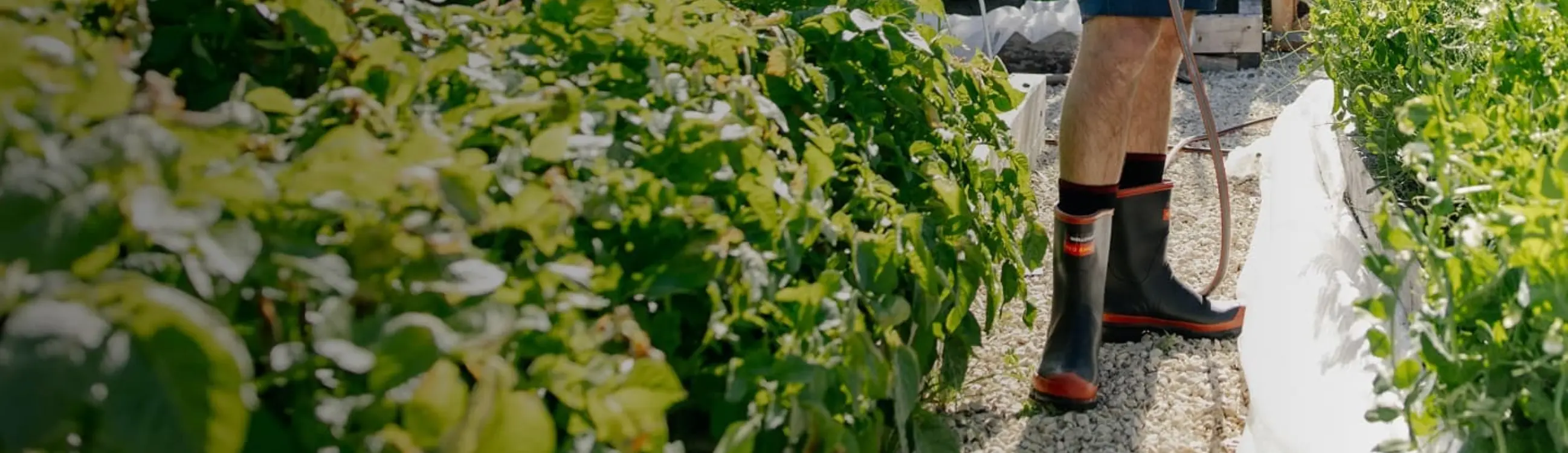 A person wearing black and red rubber boots stands on a gravel path between rows of green plants in a garden or farm setting. Only the lower legs are visible.