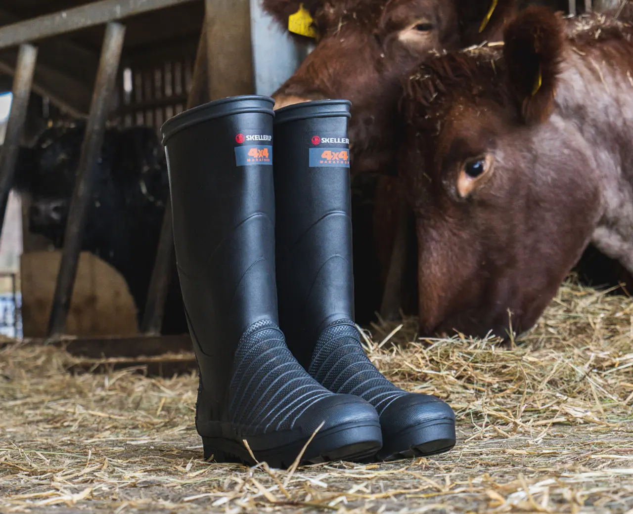 A pair of black rubber boots stands on straw inside a barn, with brown cows in the background eating hay through wooden slats.