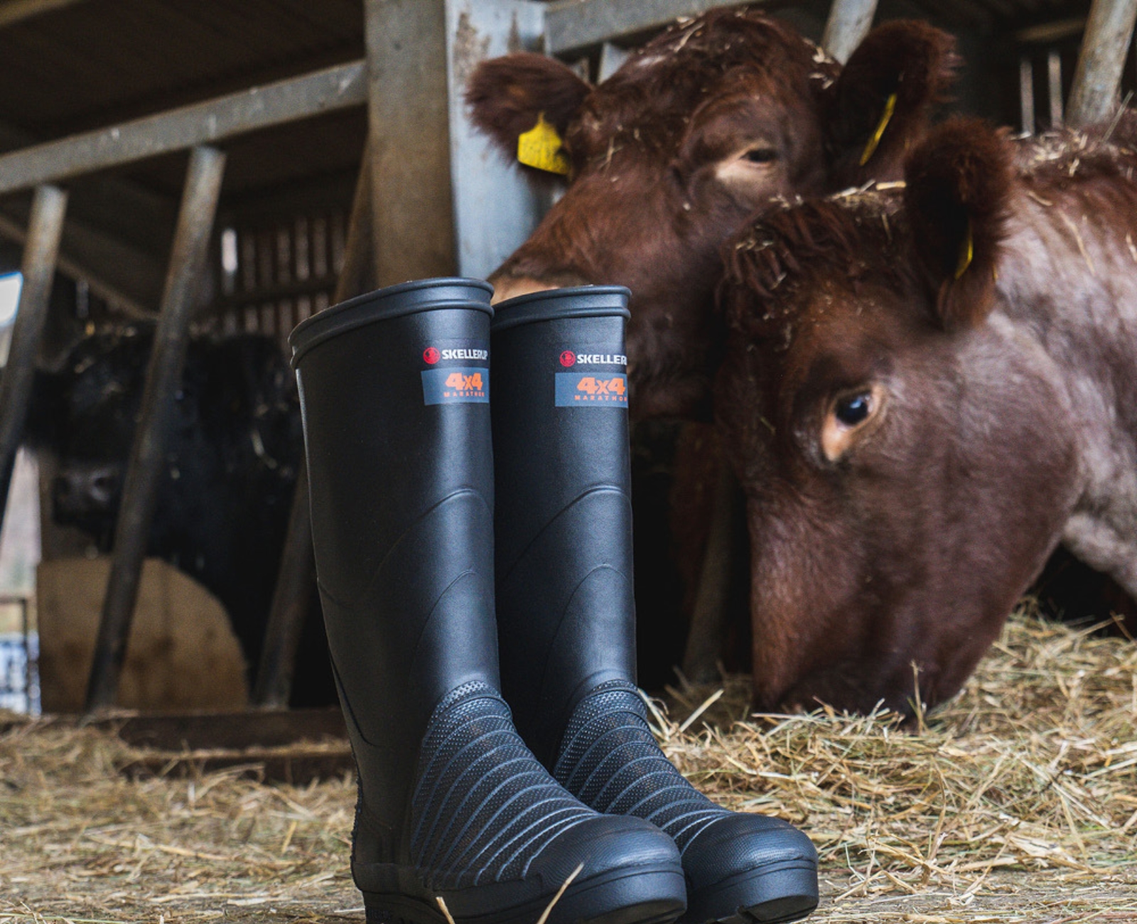 A pair of black rubber boots stands on straw inside a barn, with brown cows in the background eating hay through wooden slats.