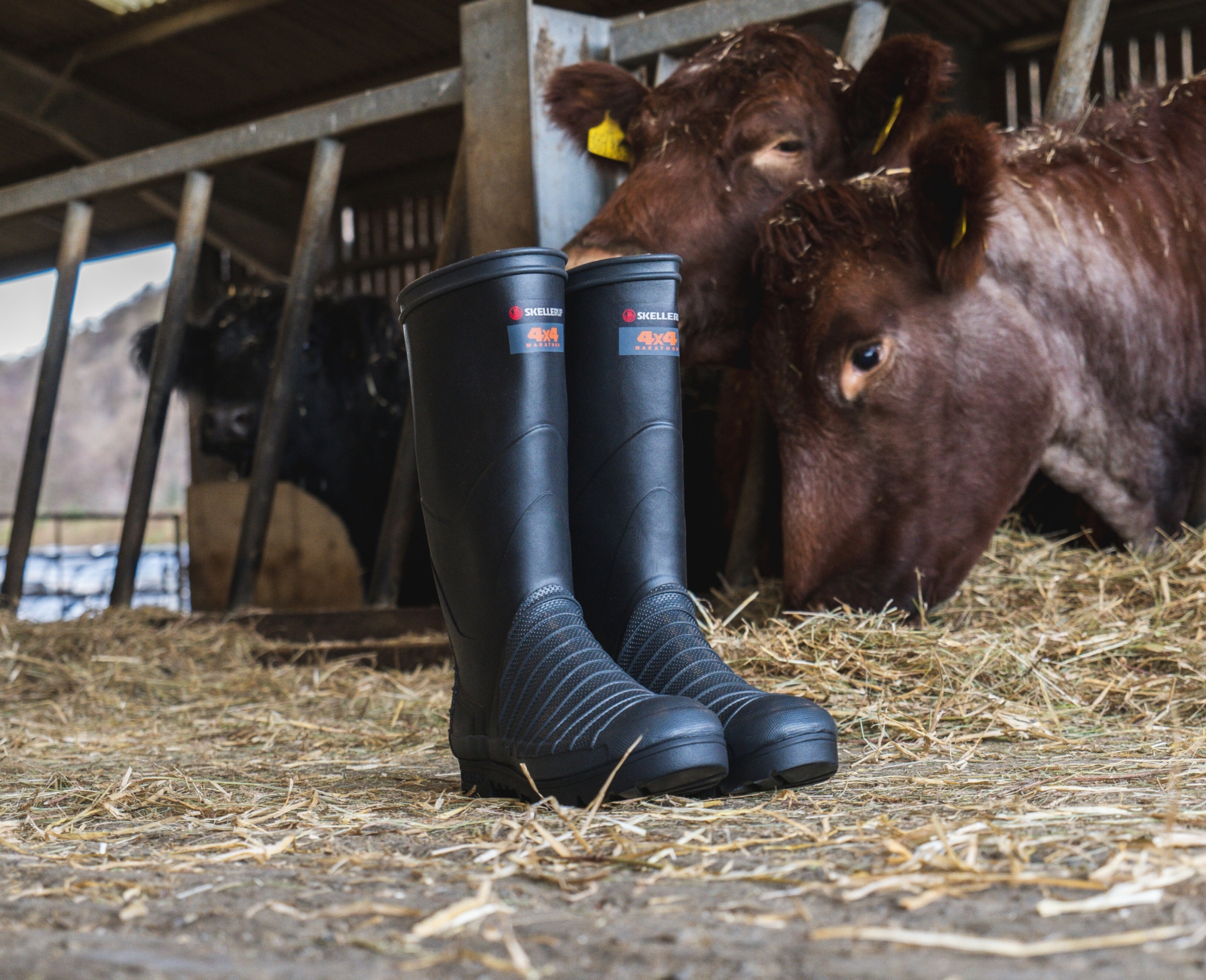 A pair of black rubber boots stands on hay in a barn, with two brown cows eating hay from a trough in the background.