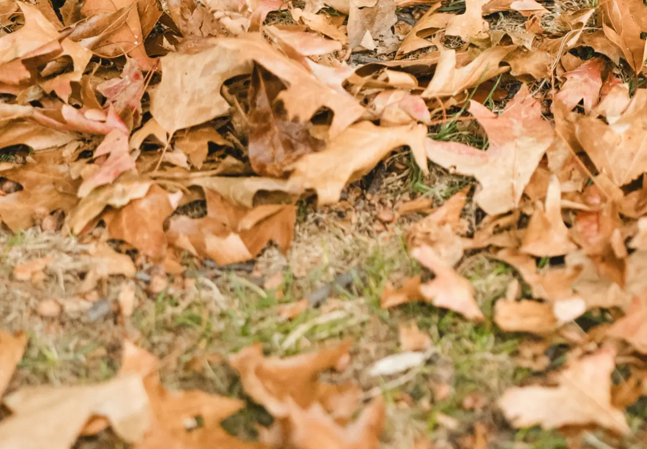 A ground covered with dry, brown autumn leaves scattered across patches of grass and soil.
