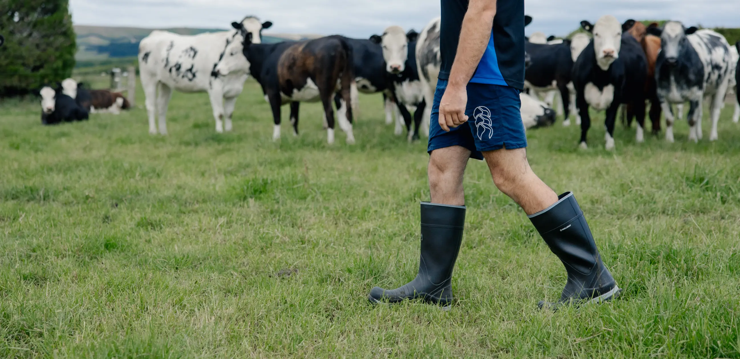 A person in shorts and rubber boots walks across a grassy field, with several black and white cows standing and grazing in the background. The sky is cloudy.
