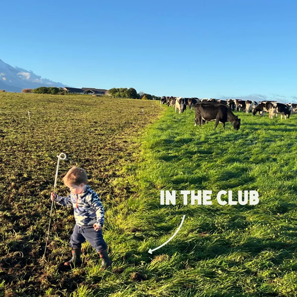 A toddler walks on grass near a herd of cows in a sunny field. Text on the image reads “IN THE CLUB” with an arrow pointing to the cows. The sky is clear and a mountain is visible in the background.