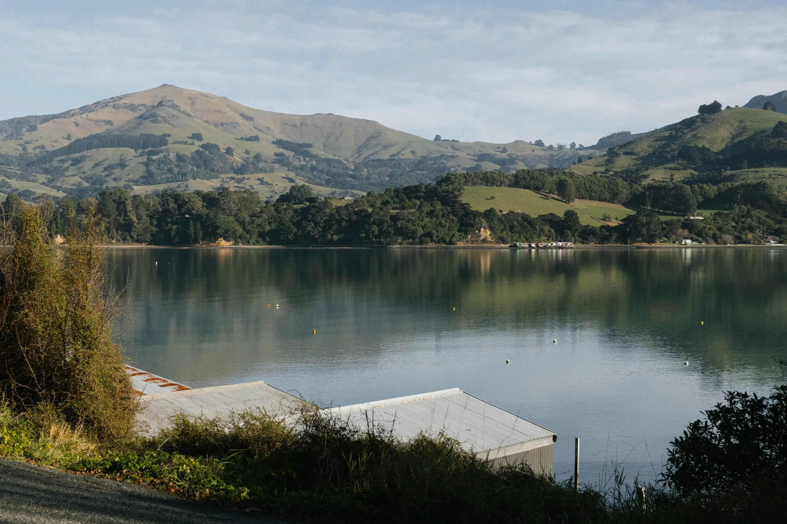 Meadow Akaroa1286