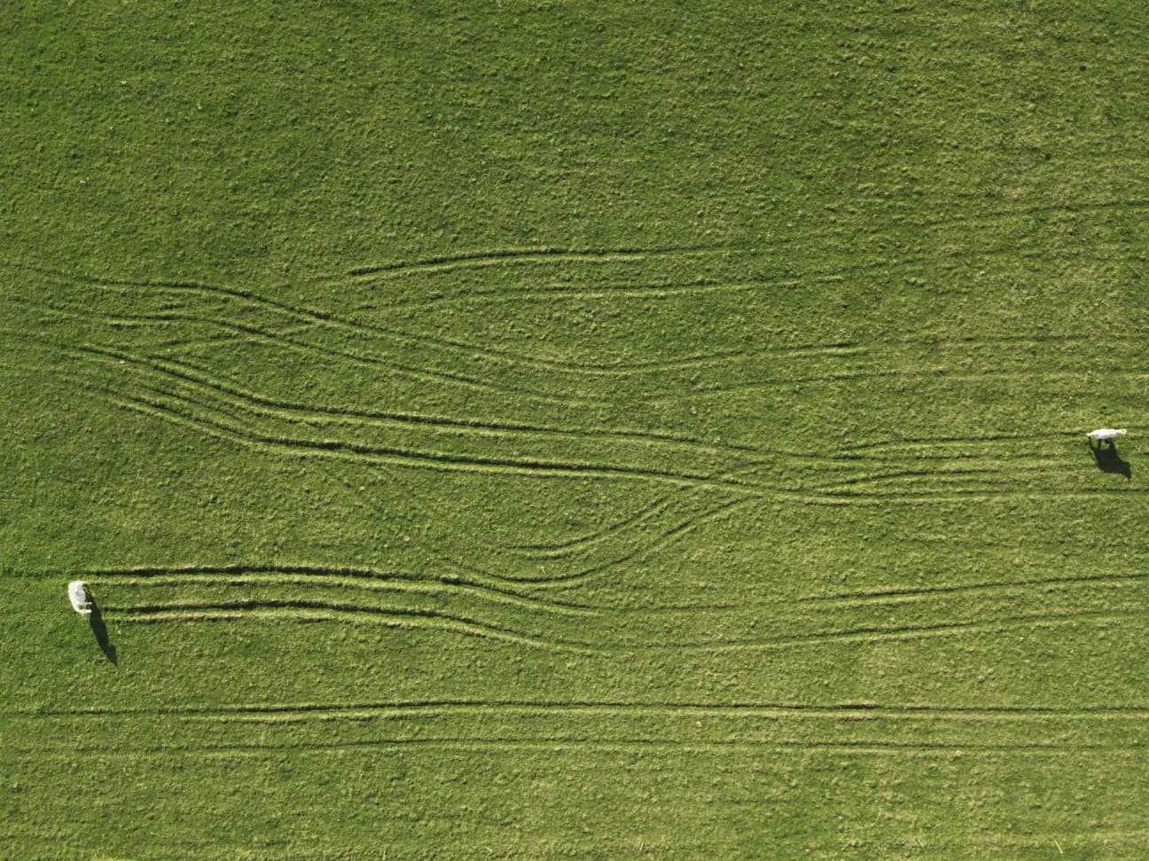 Aerial view of a green grassy field with two sheep grazing and several curved tracks or tire marks crossing the grass.