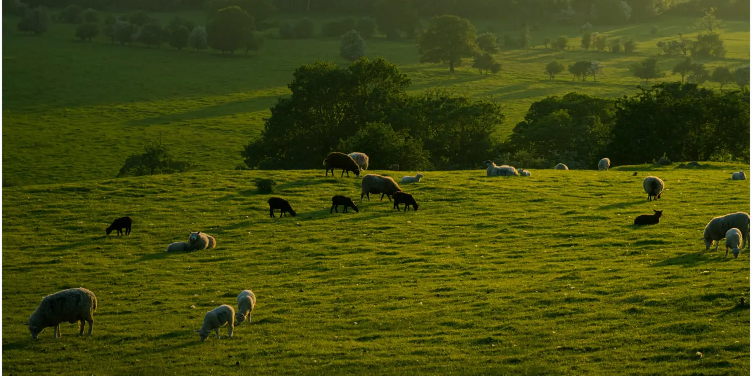Sheep graze on a lush green hillside, bathed in warm evening sunlight. Tall trees and rolling fields are visible in the background, creating a peaceful rural landscape.