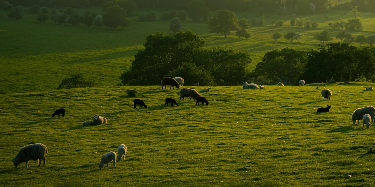 A green hillside bathed in sunlight with sheep grazing and resting on the grass. Trees and fields fill the background under a partly shadowed, peaceful landscape.