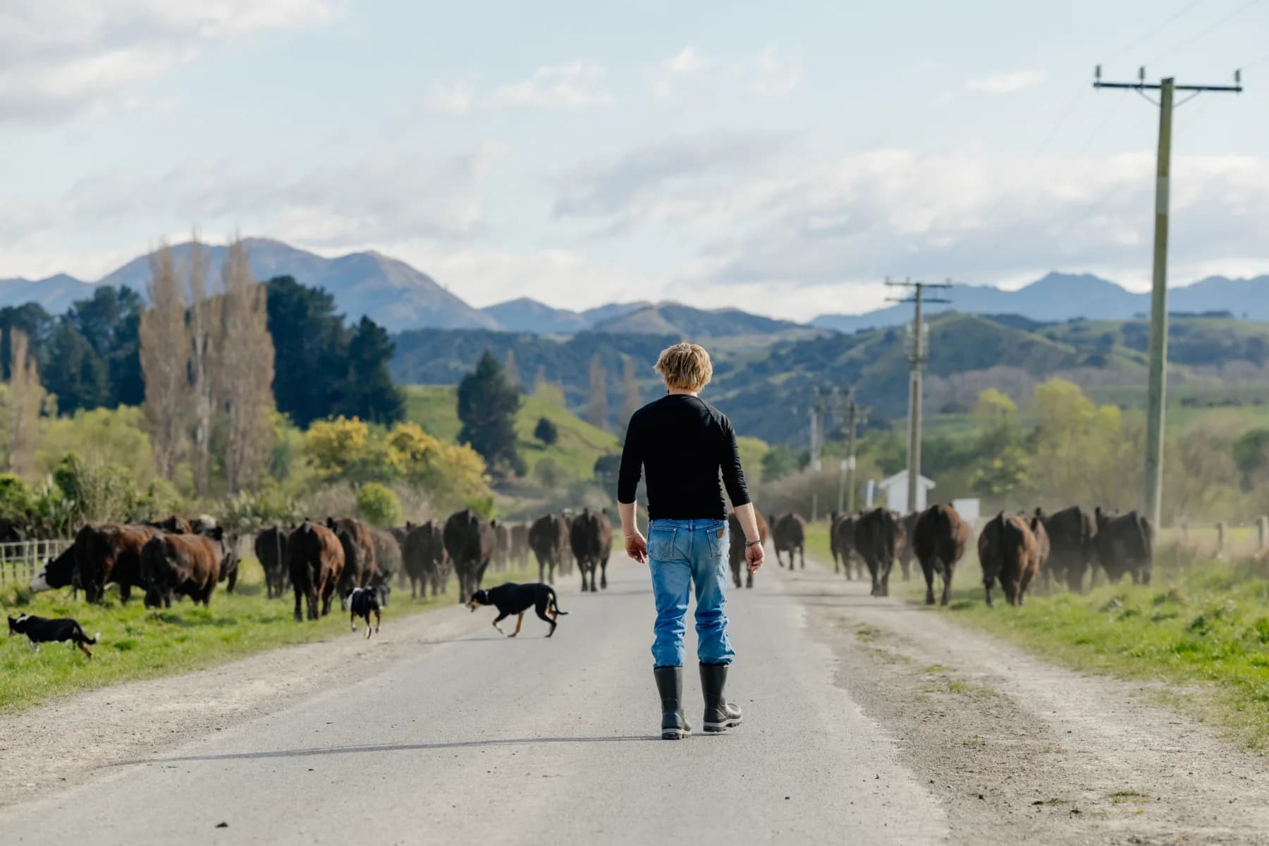 A person wearing jeans and boots walks down a rural road, herding cattle with the help of two dogs. The scene is set in the countryside with mountains and trees in the background.