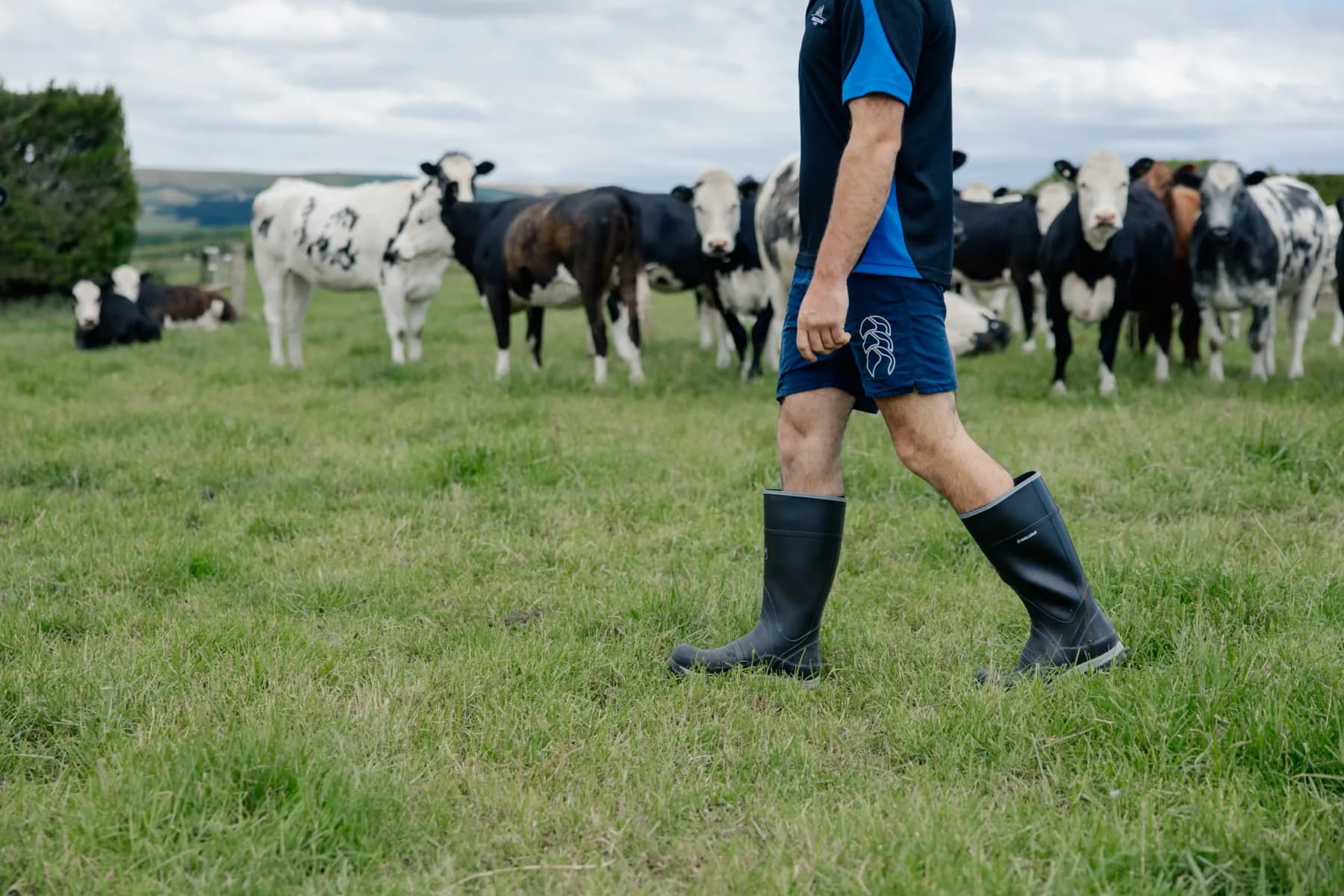 A person in shorts and rubber boots walks across a grassy field with a group of cows standing in the background under a cloudy sky.