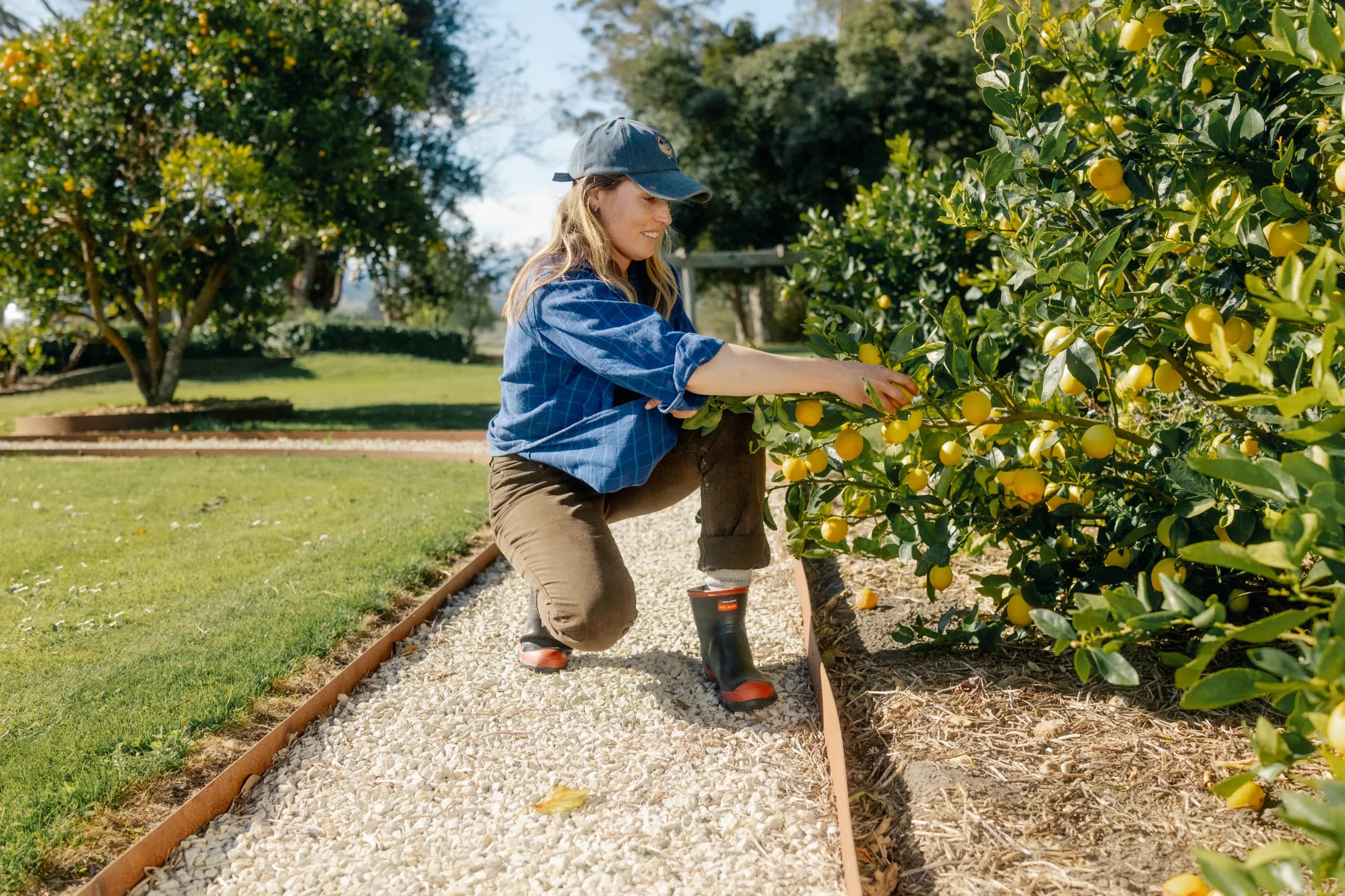 A woman wearing a cap, blue shirt, and boots kneels on a gravel path and picks yellow lemons from a tree in a sunny garden surrounded by lush greenery.