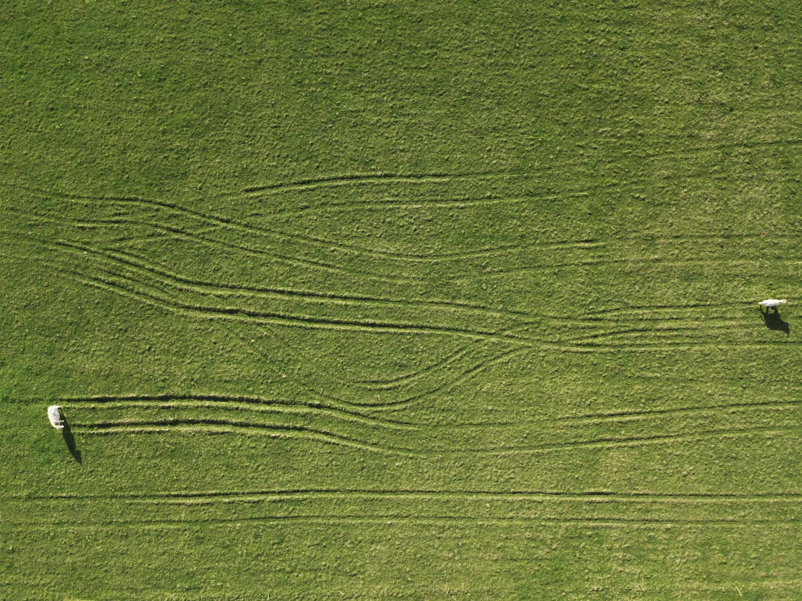 Aerial view of a green grassy field with two sheep grazing and several curved tracks or tire marks crossing the grass.