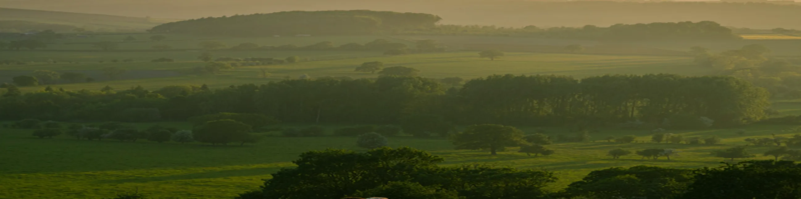 A sunlit rural landscape with rolling green hills, scattered trees, and clusters of woodland, all bathed in a warm, golden light of early morning or late afternoon.