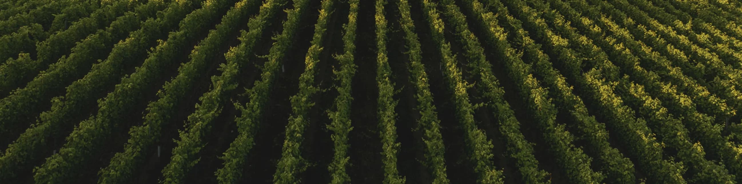 Aerial view of rows of lush green plants growing in a neatly organized agricultural field, forming a pattern of parallel lines across the landscape.